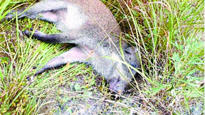 연천군 민통선 사살 멧돼지에서 돼지열병 바이러스 검출