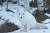 캐나다 유콘 야생동물 보호구역에서 본 북극여우. 최승표 기자 