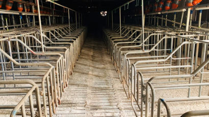 돼지열병 발생 첫 농가 “30년·2대째 지켜온 파주 떠납니다”