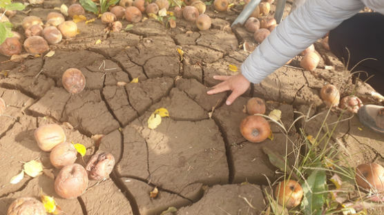 태풍 피해로 ‘뻘밭’된 사과밭, 두 달째 복구 제자리 왜