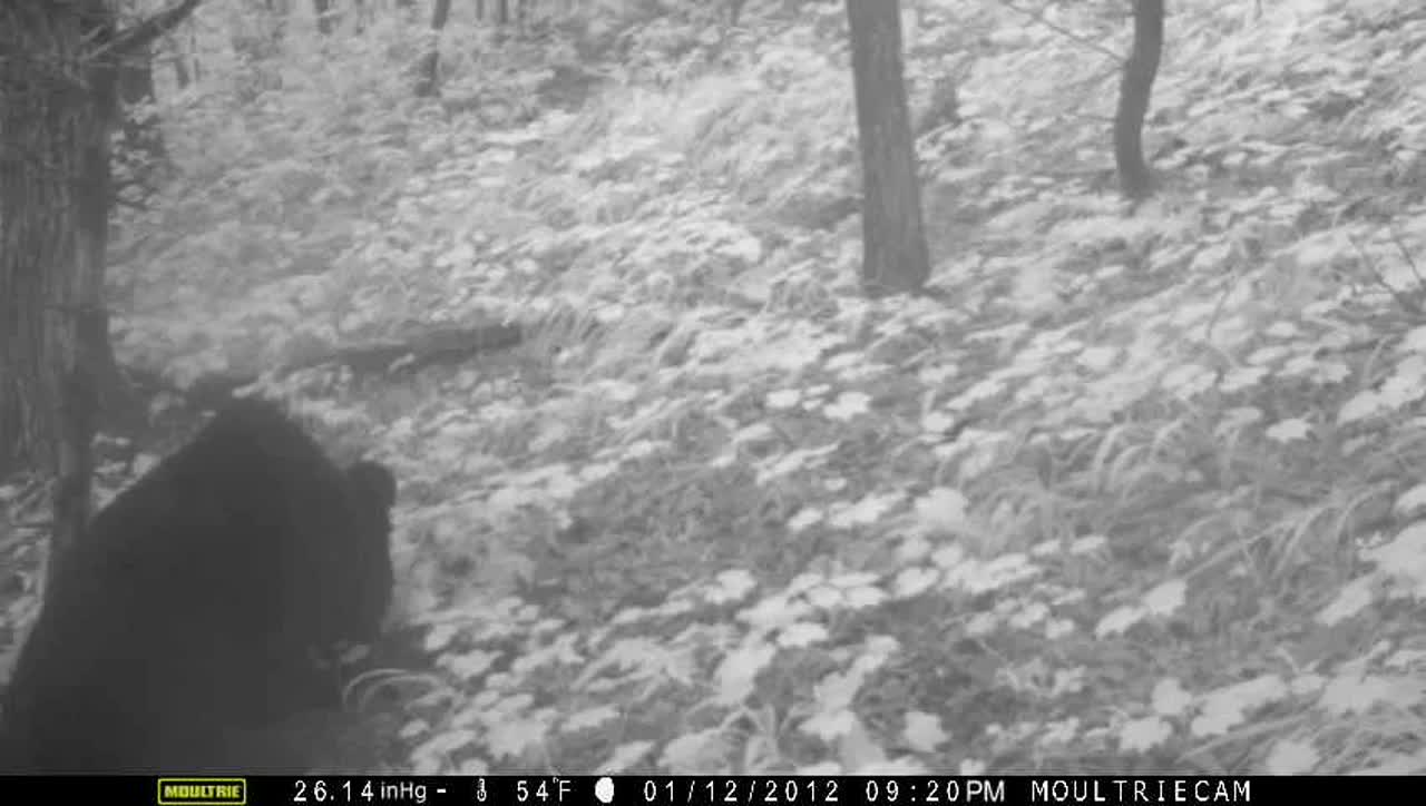 무주 삼봉산에 못보던 새끼 반달가슴곰이… 목엔 올무 흔적