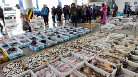 “도루묵이 풍년이래요” 펄떡이는 겨울 바다를 맛보다