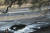 지난 10월 27일 마나풀스 국립공원의 물 웅덩이가 메말라 웅덩이 바닥이 갈라져 있다. [AP=연합뉴스] 