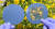 일반 결정질 실리콘 태양전지 기판(왼쪽)과 울산과학기술원의 개발한 투명 실리콘 기판 비교. [사진 울산과학기술원]