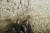 인도네시아 술라웨시 섬 동굴에서 벽화를 발굴하는 호주의 그리피스 대학 고고학 연구원들.[EPA=연합뉴스]