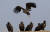 민통선 내인 파주시 장단반도 독수리 월동지에서 겨울을 지내던 독수리들의 과거 모습. [중앙포토]