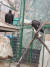 지난 5일 밤 12시 민통선 월동지 바깥인 경기도 파주시 탄현면 오금리에서 발견돼 구조된 독수리. [사진 한갑수씨]