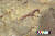   인도네시아 술라웨시 섬 동굴에서 발견된 4만 4000년 전의 벽화.AFP=연합뉴스]