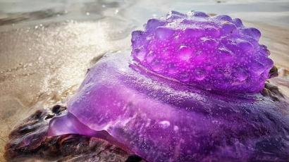 [서소문사진관]"돌연변이?" 해변에서 발견된 희귀한 보라색 해파리 