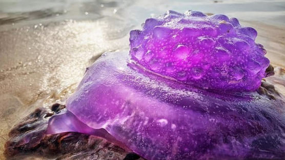[서소문사진관]"돌연변이?" 해변에서 발견된 희귀한 보라색 해파리 