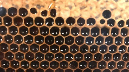 불타는 노트르담서도 생존…꿀벌 없인 인류 4년내 멸종
