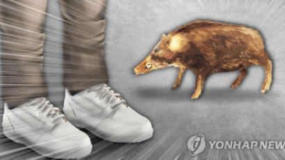 서울 광진구 한복판에 나타난 180㎏ 멧돼지…인명피해는 없어