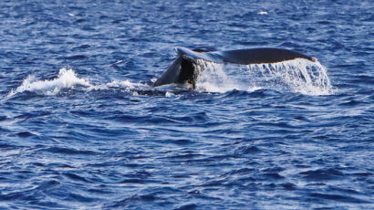 고래가 돌아왔다, 하와이를 겨울에 가야 하는 이유 