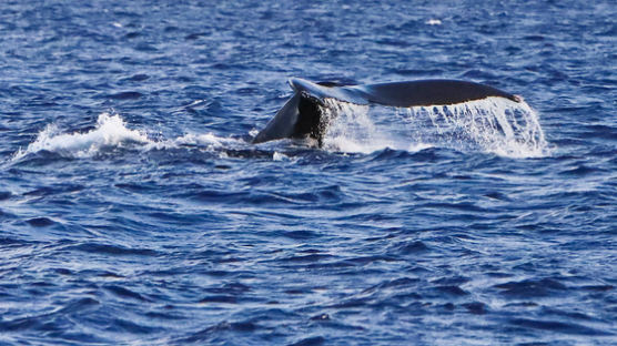 고래가 돌아왔다, 하와이를 겨울에 가야 하는 이유 