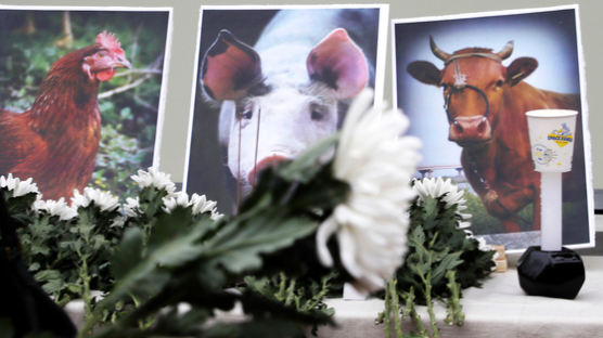 [서소문사진관] 비극의 돼지해를 보내며 '돼지 추모식', 올해만 40만 마리 살처분