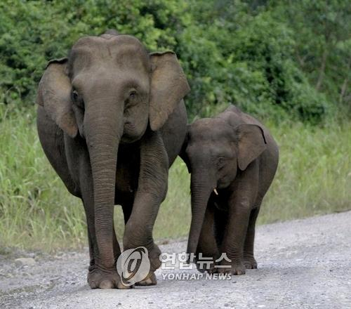 말레이시아, 코뿔소 멸종 이어 피그미 코끼리도 잇단 죽음