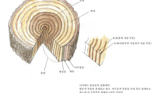 [소년중앙] 황경택 쌤과 자연이랑 놀자 22.나이테