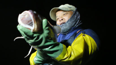 개밥이던 물메기 ‘魚生역전’···대구보다 비싼 ‘金고기’ 됐다