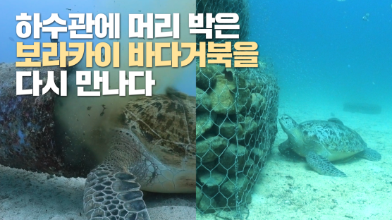 [영상] 하수관에 머리 처박은 거북이, 그곳 못 떠나는 이유 