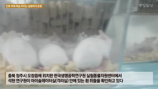 25g 체구로 400개 데이터 남기는 쥐…"아프려고 태어났어요"