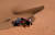 토요타 자동차를 운전하는 카타르의 나세르와 프랑스의 마쏘가 10일 2020년 다카르 랠리 6구간을 달리고 있다. [AFP=연합뉴스]