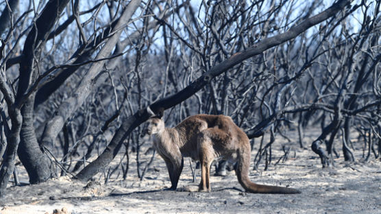 코알라 등 10억마리 집어삼킨 호주 산불…"3월은 돼야 잡힐듯" 