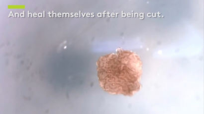 세계 최초 '살아있는 로봇' 탄생…상처 셀프치료, 세포도 갖춰