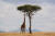 기린은 평균 4.3~5.7m의 높이와 800~1200kg의 몸무게를 가지며 아프리카에 서식하는 육상동물 중에서 가장 키가 큰 반추동물이다. [사진 Pixabay]