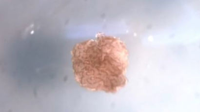 개구리 줄기세포 조립, 세계 최초 살아있는 로봇 탄생