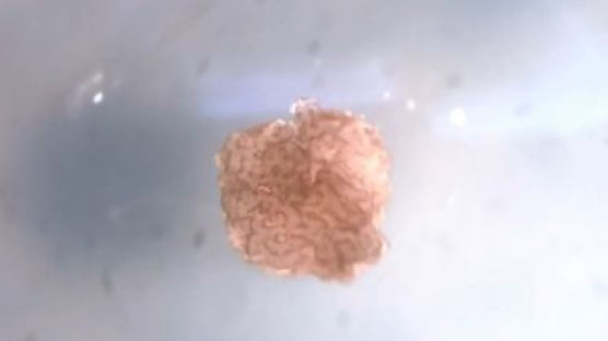 개구리 줄기세포 조립, 세계 최초 살아있는 로봇 탄생