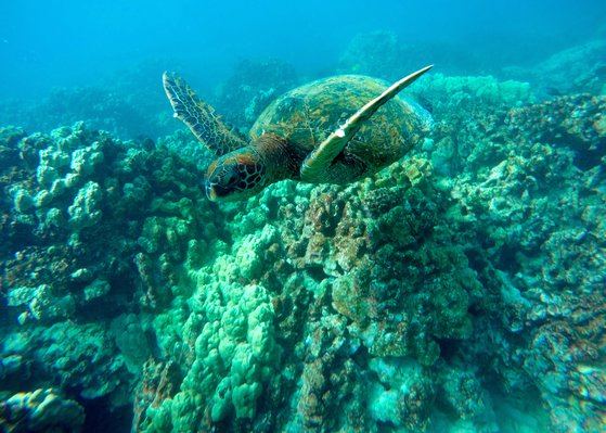 거북이 바다 바다거북의 특이한