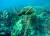 멸종위기종인 푸른바다거북이 산호 지대에서 유영을 하고 있다. [AP/Brian Skoloff]