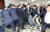 지난해 4월 26일 더불어민주당 의원과 보좌관들이 새벽 여야4당의 수사권조정법안을 제출하기 위해 자유한국당 당직자들이 점거하는 국회 의안과 진입을 시도하면서 몸싸움을 벌이는 모습. [사진 연합뉴스]