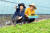 손보달 솔바위농원 대표가 지난 10일 경기도 평택 농원에서 부인과 함께 상추 등 채소를 수확하며 유튜브에 올릴 영상을 촬영하고 있다. 프리랜서 김성태