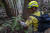 호주 소방관이 9일(현지시간) 블루마운틴 울레미 국립공원에서 '울레미 소나무'를 살펴보고 있다.[AP=연합뉴스]