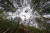 호주 소방관이 9일(현지시간) 블루마운틴 울레미 국립공원 상공에서 헬기 레펠을 이용해 '울레미 소나무' 숲에 투입되고 있다.. [AFP=연합뉴스]