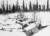 스키와 설상복을 착용하고 교전 중인 핀란드군. 지형지물을 이용한 유격전으로 뛰어난 전과를 올렸다. [사진 wikimedia]