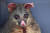 호주 산불로 인해 귀와 다리에 화상을 입은 주머니 여우가 야생동물 병원에서 치료를 받고 있다. [EPA=연합뉴스]