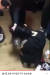 지난 19일 오전 6시쯤 경남 김해 한 아파트 인근에서 10대 여학생이 무릎 꿇은 후배 머리 위에 소주를 붓고 뺨을 때리는 모습. [사진 유튜브 캡처] 
