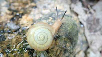 홍도에만 사는 멸종위기 참달팽이…새 보금자리 찾았다