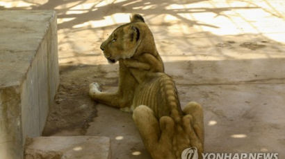 '갈비뼈 고스란히'…우리에 갇힌 앙상한 사자 '충격'