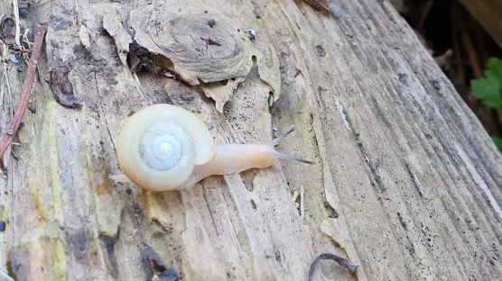 홍도에만 사는 멸종위기 참달팽이…새 보금자리 찾았다