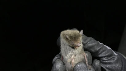 ‘우한 폐렴 숙주 의심’ 박쥐·뱀 등 중국 야생동물 수입 금지