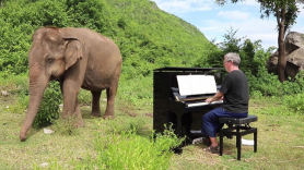 [서소문사진관]피아노 연주에 병든 코끼리가 보인 놀라운 반응