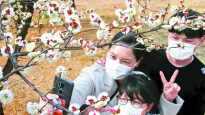 [사진] 봄소식 전하는 매화