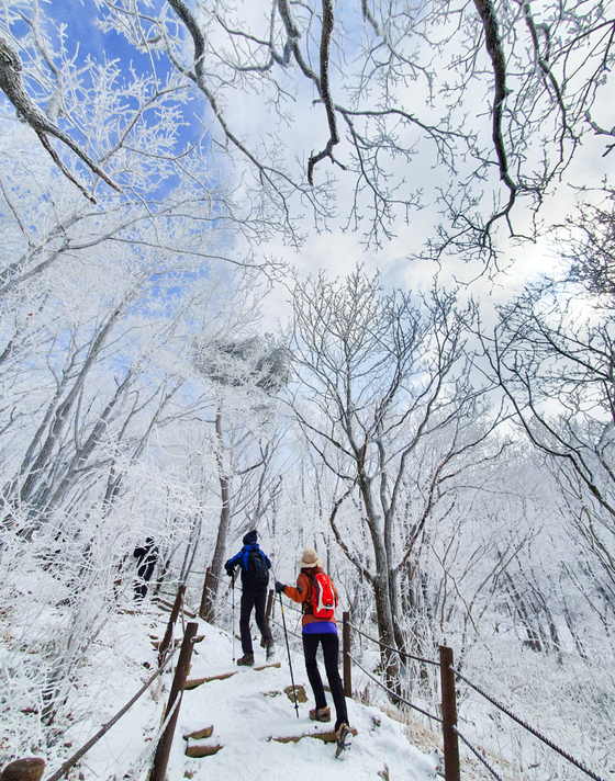 눈꽃, 상고대, 설원, 자작나무숲… 겨울 막바지 제대로 즐기려면
