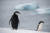 남극 트리니티반도에서 찍힌 턱끈펭귄과 아델리펭귄(먼 쪽) [사진 그린피스]