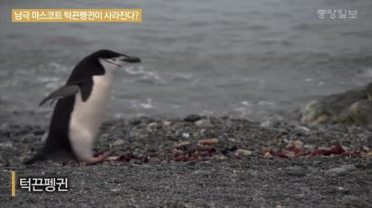 [영상] 기후변화에 죽어간다···남극 마스코트 턱끈펭귄의 비극