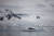 지난 3일(현지시간) 남극 포니에 만 근처 얼음 위에서 바다표범이 휴식을 취하고 있다. [로이터=연합뉴스]