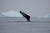 지난 2일 남극 투험목 섬 인근 바다에서 지느러미 한쪽을 잃은 고래가 헤엄치고 있다. [로이터=연합뉴스]
